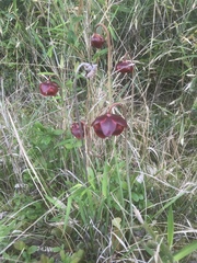 Sarracenia purpurea venosa