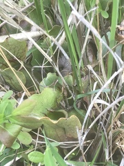 Sarracenia purpurea venosa