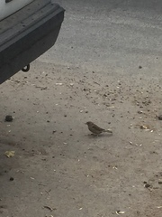 Passer domesticus