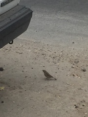 Passer domesticus