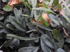 Microgramma mortoniana