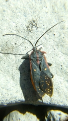 Sephina nigripes
