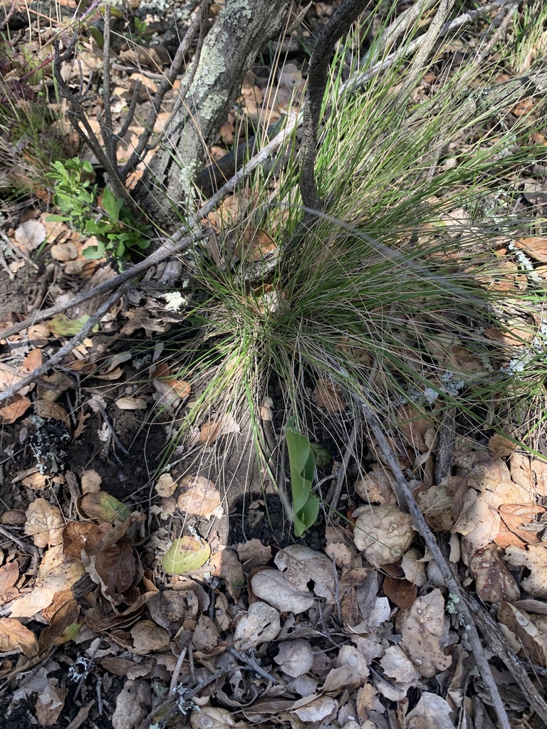 Idaho fescue from tilden nature area el sobrante ca us on march 24