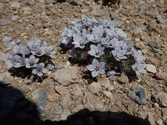 Langloisia setosissima