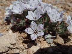 Langloisia setosissima