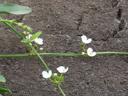 Aquarius cordifolius