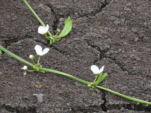 Aquarius cordifolius