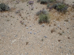 Langloisia setosissima