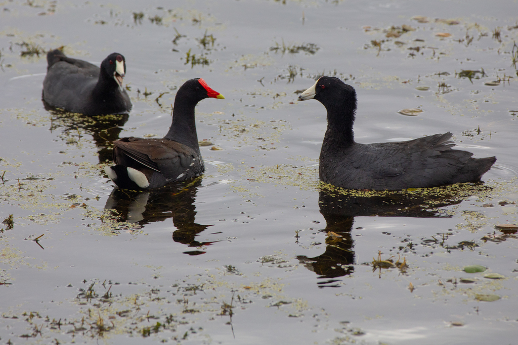 American Coot from Orlando Wetlands, 25155 Wheeler Rd, Christmas, FL ...