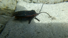 Sephina nigripes
