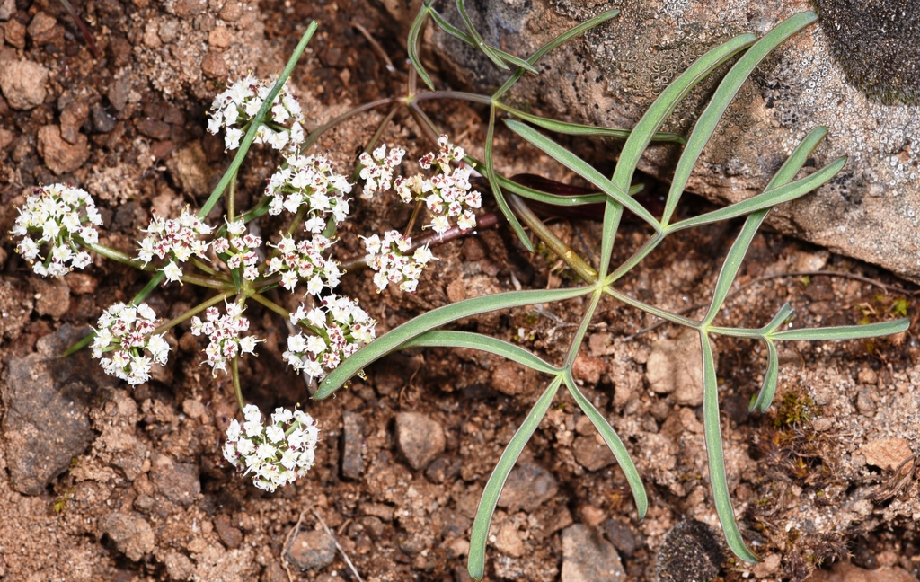 Hoover's Desert-Parsley