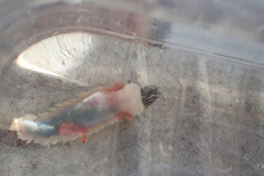 Pectinariidae