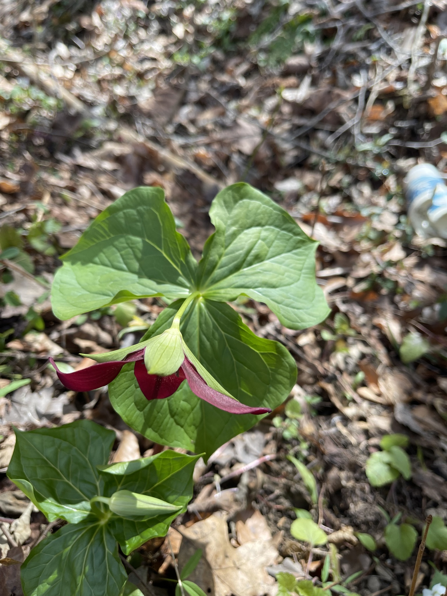 Imagem de Trillium vermelho
