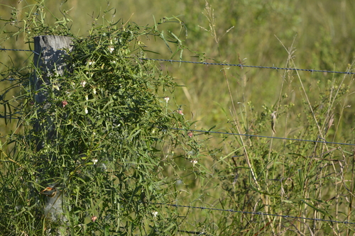 Araujia angustifolia (Araujia angustifolia)