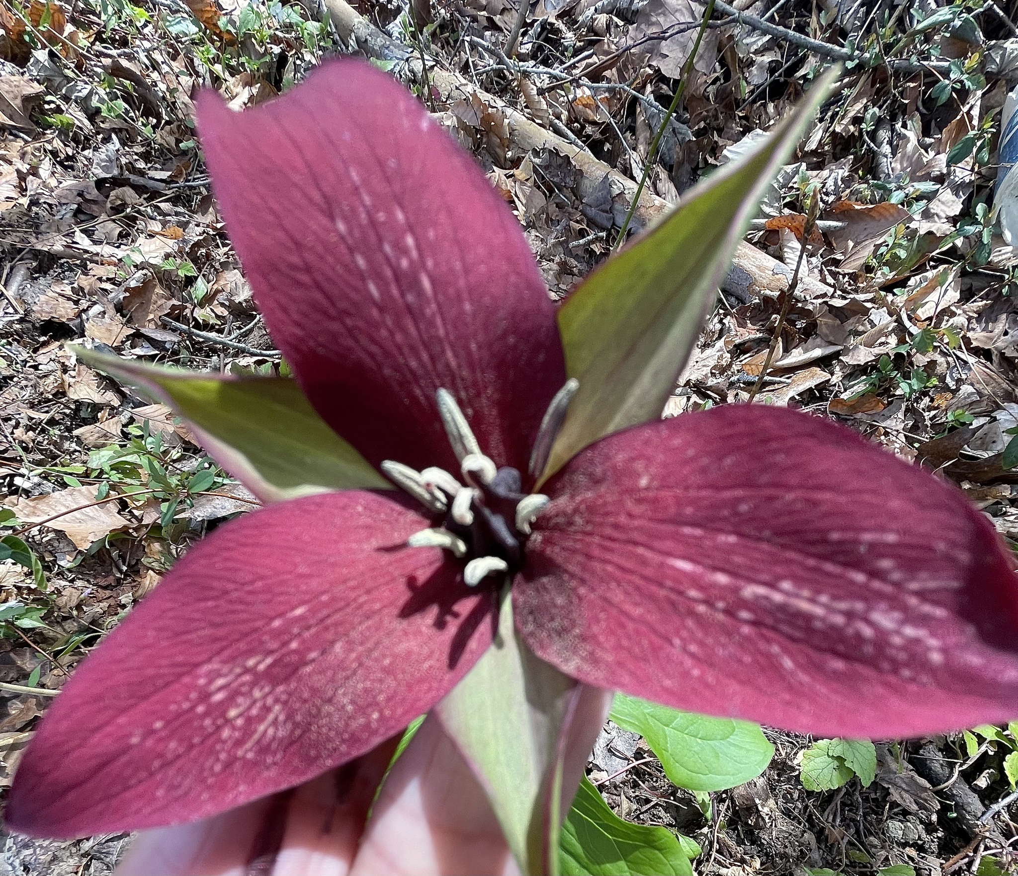 Imagem de Trillium vermelho