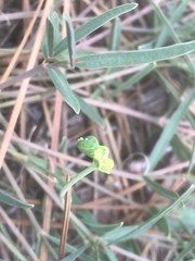 Euphorbia ipecacuanhae