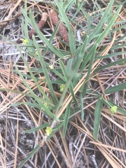 Euphorbia ipecacuanhae