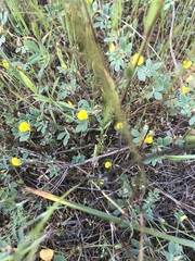 Acmispon wrangelianus