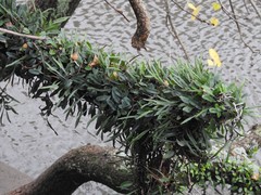 Microgramma mortoniana