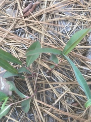 Euphorbia ipecacuanhae