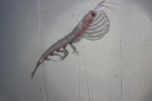 Representative image of Nyctiphanes