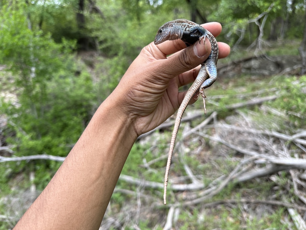 Common Spotted Whiptail from Tarlton Ln, Austin, TX, US on March 24 ...