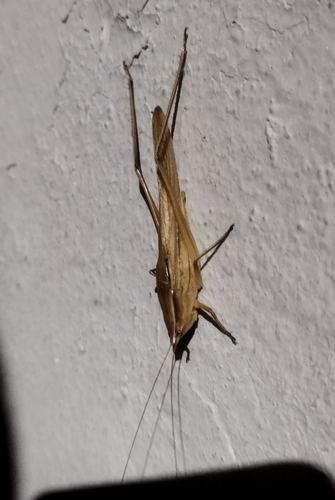 Neoconocephalus spiniger