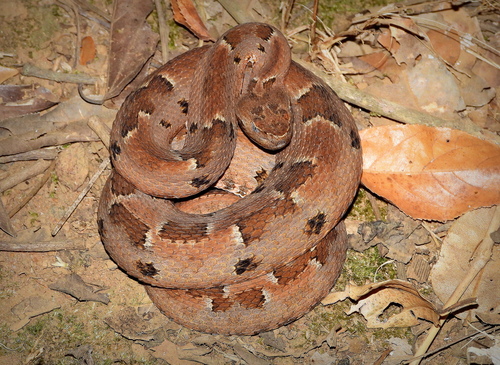 Photo of a Cerrado Lancehead (pauloensis) (Bothrops pauloensis)