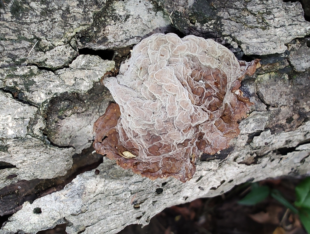Auricularia delicata · March 2024 · photo: © biomartita (iNaturalist, cc-by)