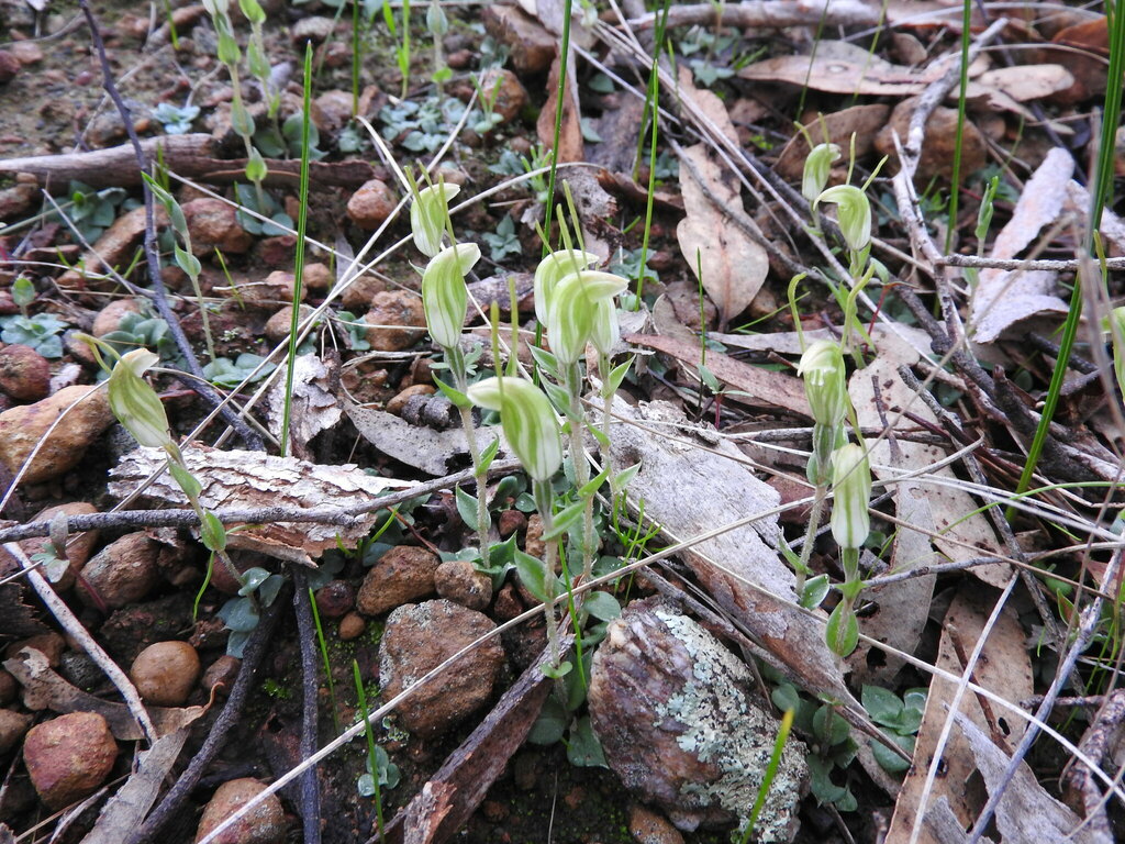 Greenhoods from Mogumber WA 6506, Australia on July 21, 2019 at 09:02 ...