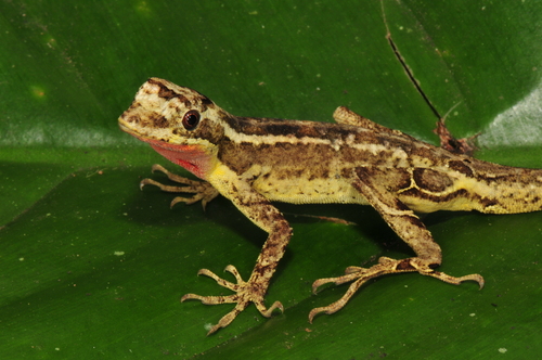 Lyre Anole, Anolis lyra