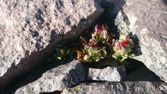 Castilleja tolucensis