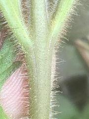 Aureolaria pedicularia