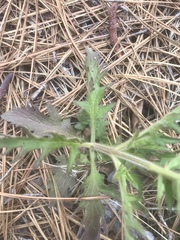 Aureolaria pedicularia