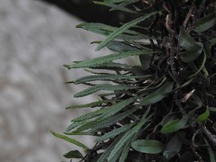 Microgramma mortoniana