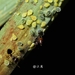 Astegopteryx bambusae - Photo (c) 卢江离, osa oikeuksista pidätetään (CC BY-ND), lähettänyt 卢江离