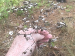 Eupatorium glaucescens