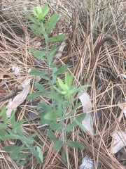 Eupatorium glaucescens
