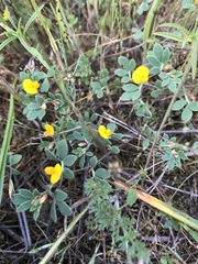 Acmispon wrangelianus
