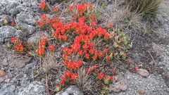 Castilleja tolucensis