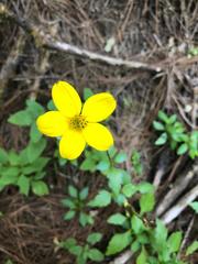 Bidens ostruthioides