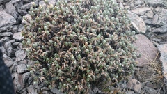 Gnaphaliothamnus lavandulifolius