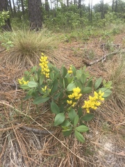Baptisia cinerea