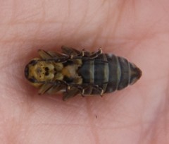 Trirhabda luteocincta