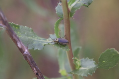 Trirhabda luteocincta