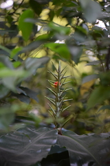 Hedychium gardnerianum