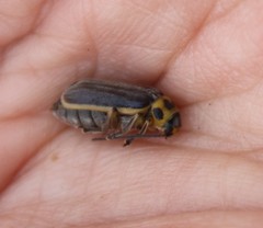 Trirhabda luteocincta