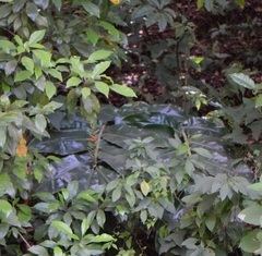 Hedychium gardnerianum