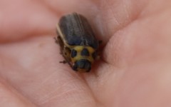 Trirhabda luteocincta