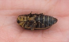 Trirhabda luteocincta